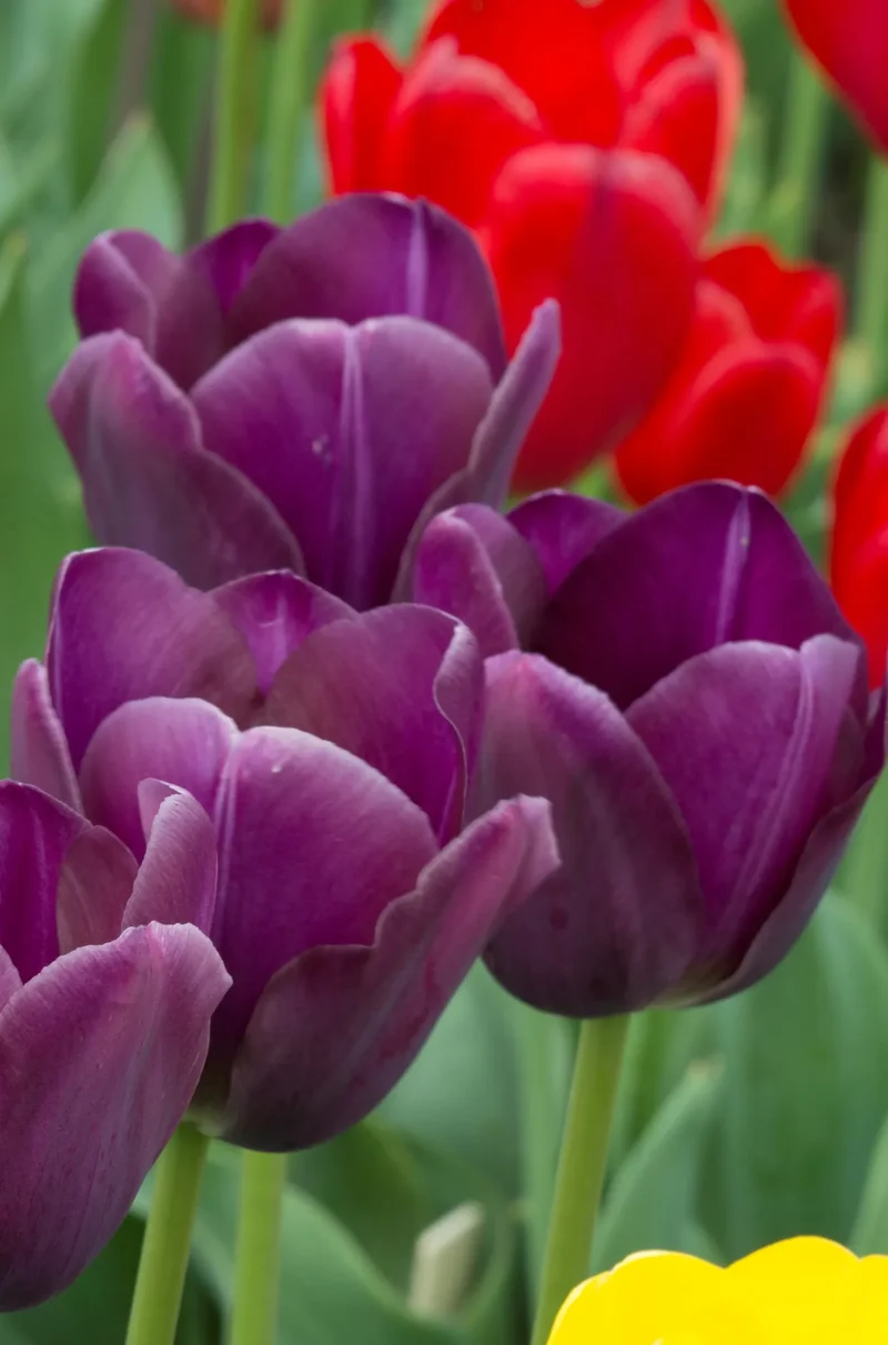 Bulbes de fleurs Non-Traité Tulipe Caravelle calibre 12/+ (1003200) pour particuliers