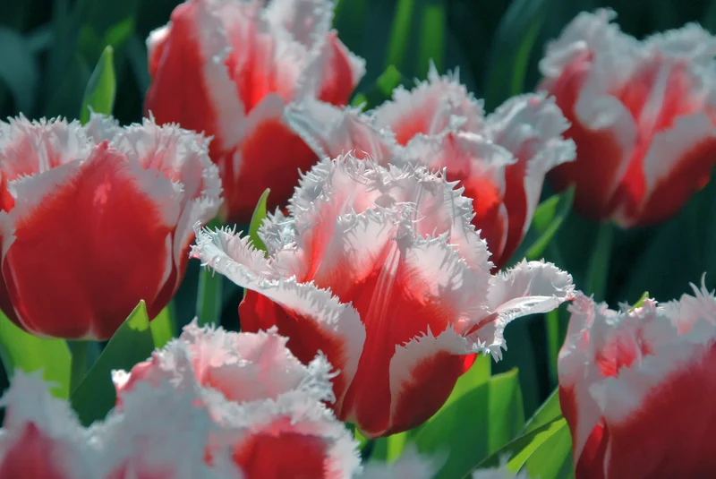 Bulbes de fleurs Non-Traité Tulipe Canasta® calibre 12/+ (1034600) pour particuliers