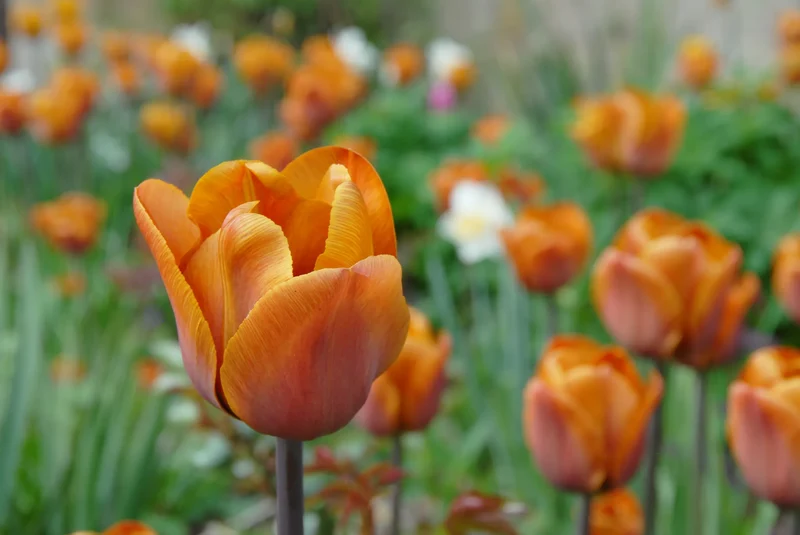 Bulbes de fleurs Non-Traité Tulipe Cairo® calibre 12/+ (1040100) pour particuliers