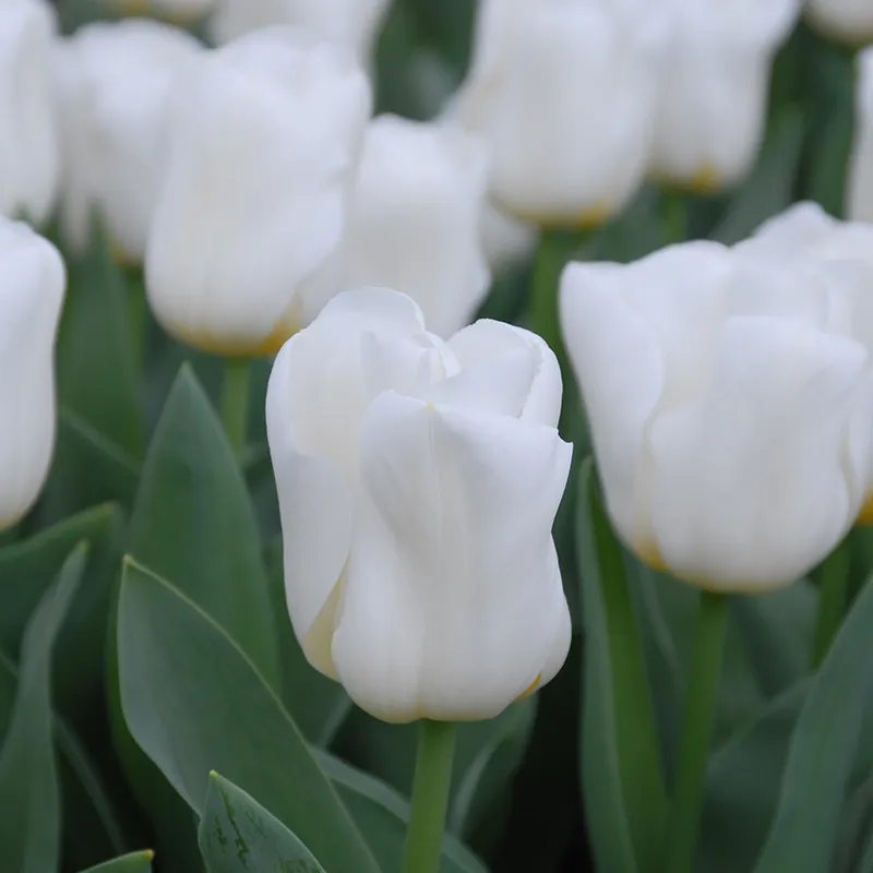 Bulbes de fleurs Non-Traité Tulipe Calgary® calibre 12/+ (1002900) pour particuliers
