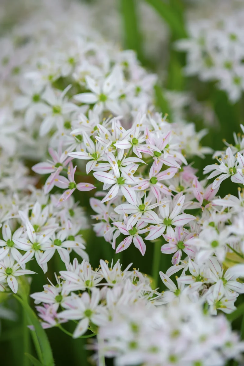 Bulbes de fleurs Non-Traité Allium Cameleon® calibre 4/5 (3125500) pour particuliers