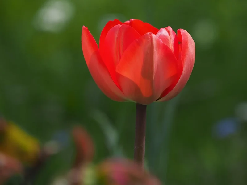 Bulbes de fleurs Non-Traité Tulipe Cadans® calibre 12/+ (1061000) pour particuliers