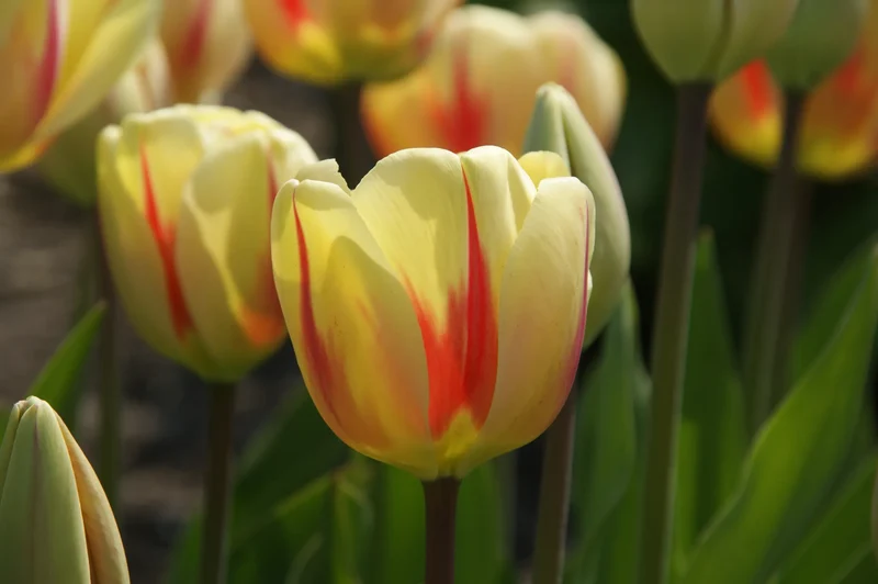 Bulbes de fleurs Non-Traité Tulipe Burning Heart calibre 12/+ (1022000) pour particuliers