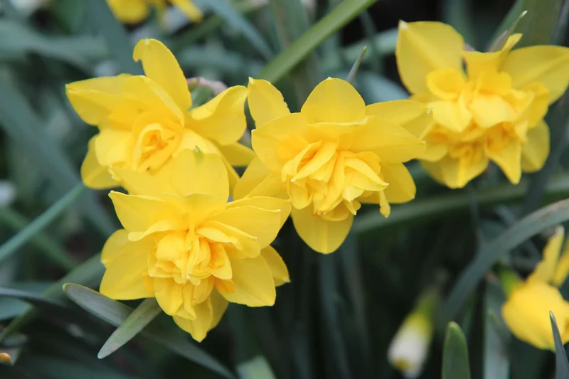Bulbes de fleurs Non-Traité Narcissus Butter and Eggs calibre 1 (2022900) pour particuliers
