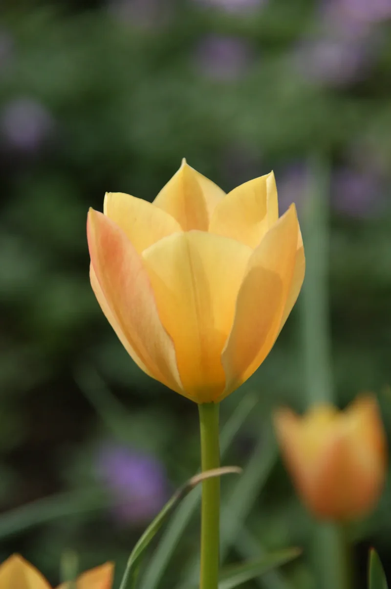 Bulbes de fleurs Non-Traité Tulipe batalinii Bronze Charm calibre 6/+ (1024100) pour particuliers