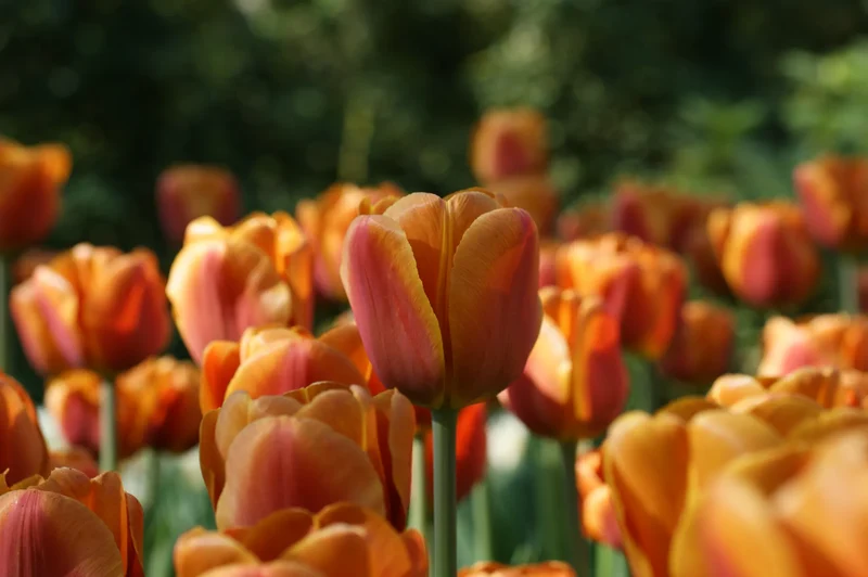Bulbes de fleurs Non-Traité Tulipe Brown Sugar® calibre 12/+ (1024600) pour particuliers