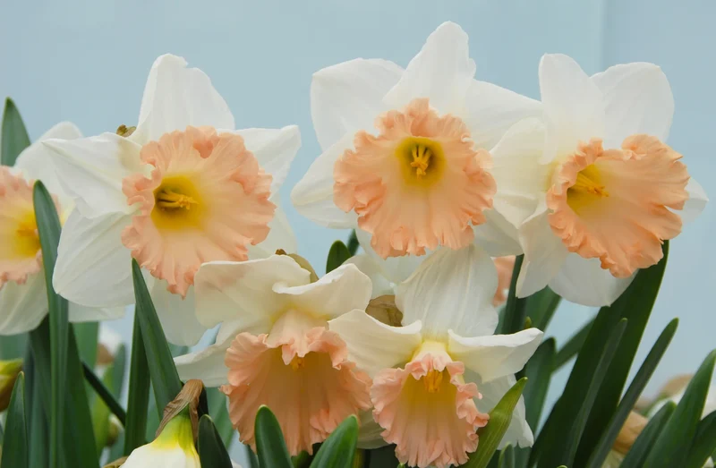 Bulbes de fleurs Non-Traité Narcissus British Gamble calibre sp12/14 (2006910) pour particuliers