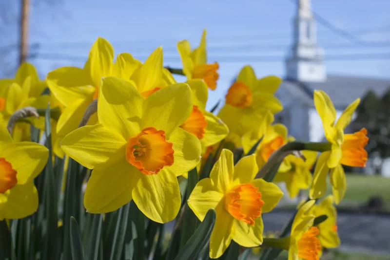 Bulbes de fleurs Non-Traité Narcissus Brackenhurst calibre sp14/16 (2000700) pour particuliers