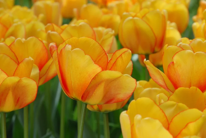 Bulbes de fleurs Non-Traité Tulipe Blushing Apeldoorn® calibre 12/+ (1020100) pour particuliers