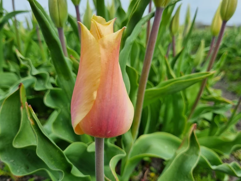 Bulbes de fleurs Non-Traité Tulipe Blushing Lady calibre 12/+ (1002500) pour particuliers