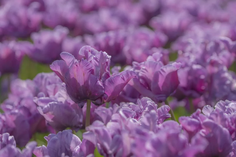 Bulbes de fleurs Non-Traité Tulipe Blue Parrot calibre 12/+ (1024500) pour particuliers