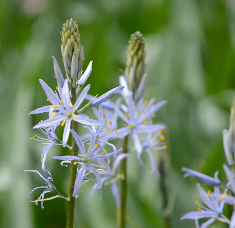 Bulbes de fleurs Non-Traité Camassia leichtlinii Blue Heaven calibre 14/16 (3300500) pour particuliers