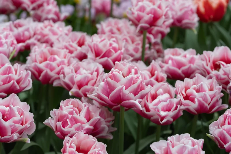 Bulbes de fleurs Non-Traité Tulipe Lets Dance calibre 12/+ (1058800) pour particuliers