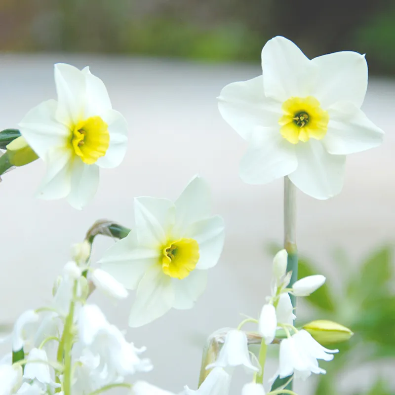 Bulbes de fleurs Non-Traité Narcissus Lieke calibre z14/+ (2002800) pour particuliers