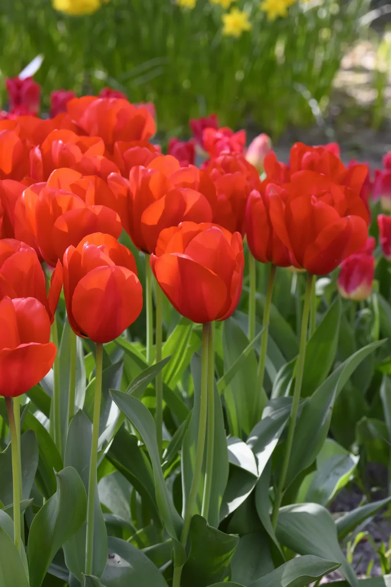 Bulbes de fleurs Non-Traité Tulipe Lalibela calibre 12/+ (1054600) pour particuliers