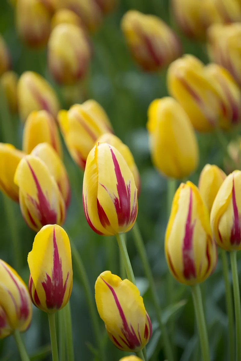 Bulbes de fleurs Non-Traité Tulipe La Courtine calibre 12/+ (1018300) pour particuliers
