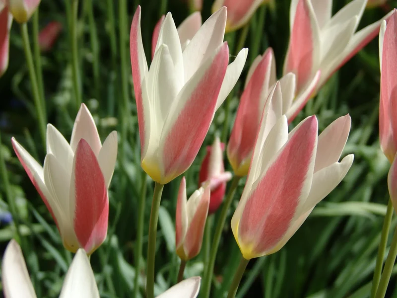 Bulbes de fleurs Non-Traité Tulipe Lady Jane calibre 6/+ (1025800) pour particuliers