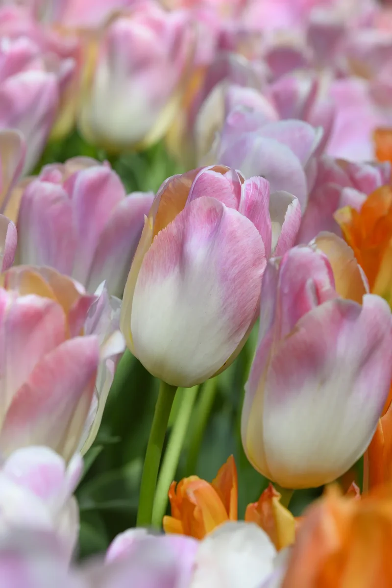 Bulbes de fleurs Non-Traité Tulipe Kunyun® calibre 12/+ (1049000) pour particuliers