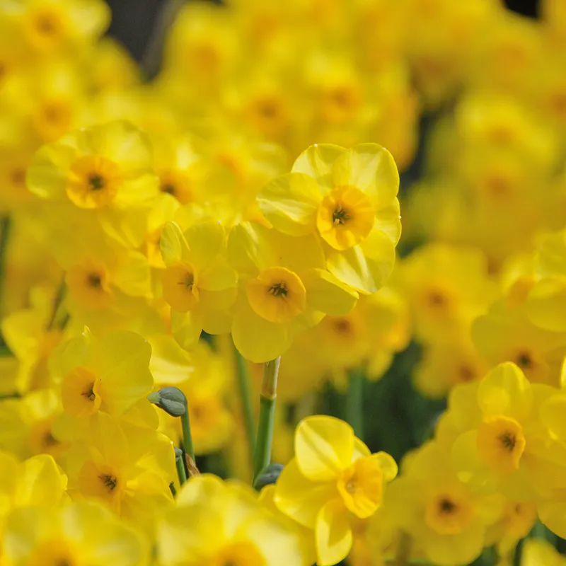 Bulbes de fleurs Non-Traité Narcissus Kokopelli calibre z9/+ (2002600) pour particuliers