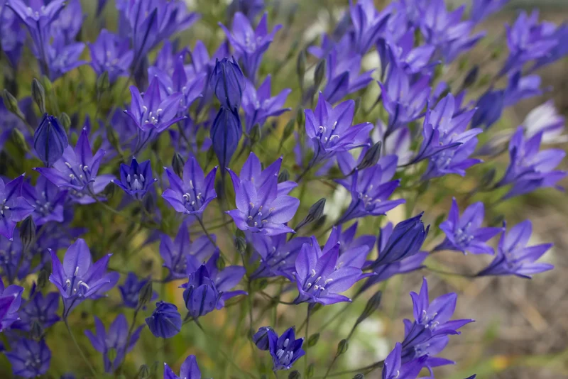 Bulbes de fleurs Non-Traité Triteleia laxa Koningin Fabiola calibre 5/+ (6480500) pour particuliers