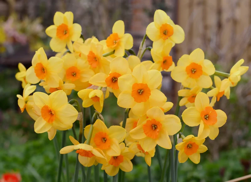 Bulbes de fleurs Non-Traité Narcissus Kedron calibre z12/14 (2002500) pour particuliers