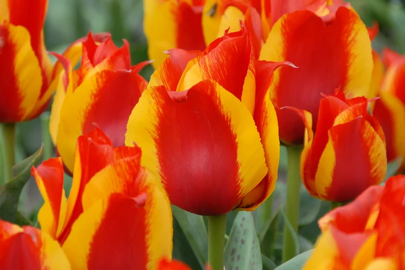 Bulbes de fleurs Non-Traité Tulipe Kiev calibre 12/+ (1035200) pour particuliers