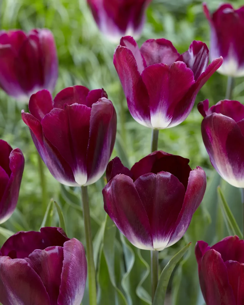 Bulbes de fleurs Non-Traité Tulipe Kansas Proud calibre 12/+ (1040000) pour particuliers