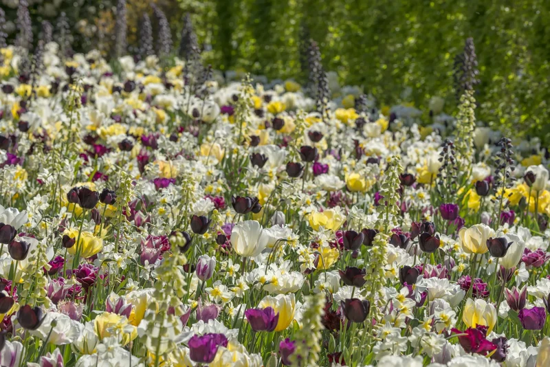 Bulbes de fleurs Non-Traité Mix Joy of Spring Mix (9003200) pour particuliers