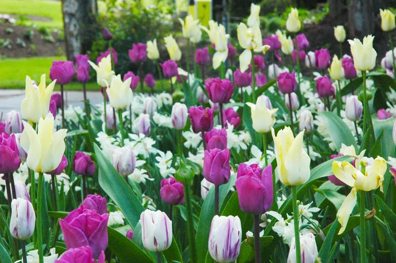 Bulbes de fleurs Non-Traité Mix Jesperhus Mix (9000500) pour particuliers