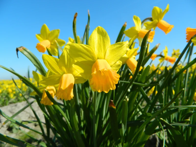 Bulbes de fleurs Non-Traité Narcissus Jetfire calibre z12/14 (2002300) pour particuliers