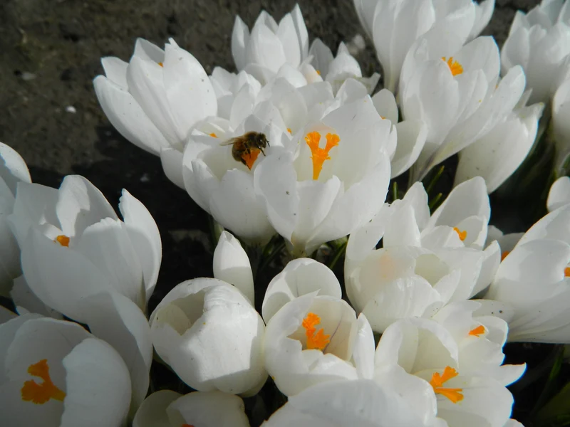Bulbes de fleurs Non-Traité Crocus Jeanne d'Arc calibre 9/10 (2501800) pour particuliers