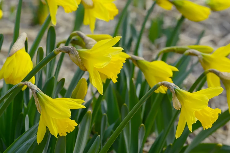 Bulbes de fleurs Non-Traité Narcissus Jedna calibre sp12/14 (2037200) pour particuliers
