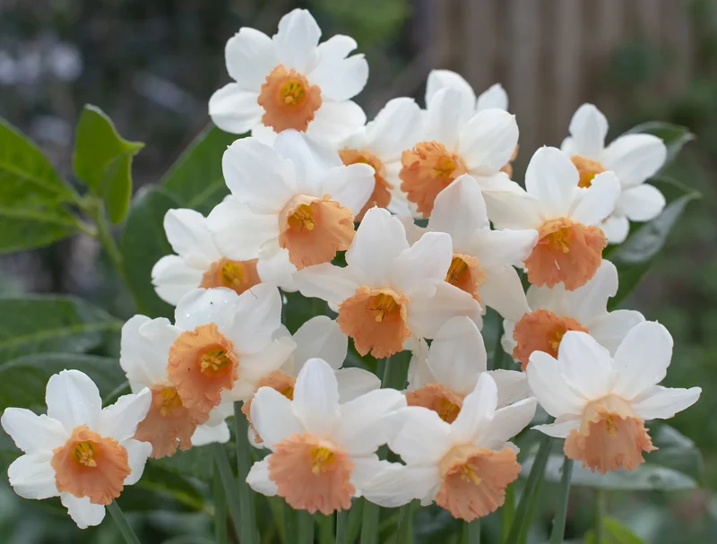 Bulbes de fleurs Non-Traité Narcissus Iwona calibre z12/14 (2035400) pour particuliers
