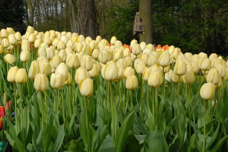 Bulbes de fleurs Non-Traité Tulipe Ivory Floradale calibre 12/+ (1008600) pour particuliers