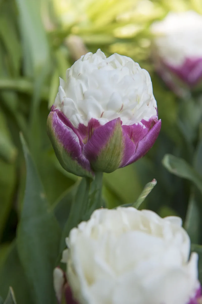 Bulbes de fleurs Non-Traité Tulipe Ice Cream® calibre 11/12 (1028500) pour particuliers