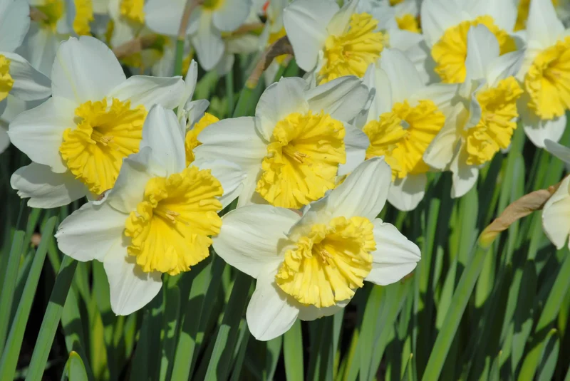Bulbes de fleurs Non-Traité Narcissus Ice Follies calibre sp12/14 (2002010) pour particuliers
