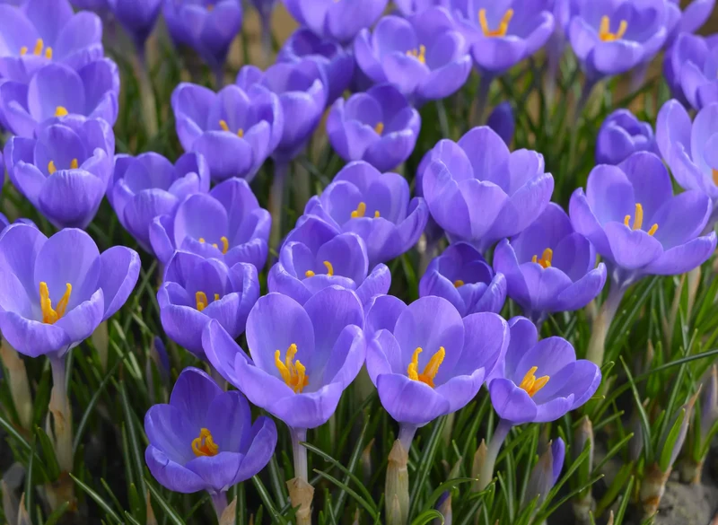 Bulbes de fleurs Non-Traité Crocus tommasinianus Hummingbird® calibre 5/+ (2505700) pour particuliers