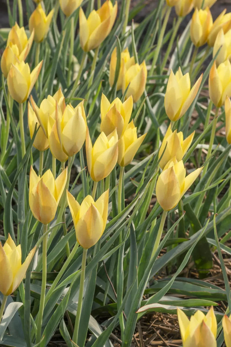 Bulbes de fleurs Non-Traité Tulipe Honky Tonk calibre 6/+ (1041800) pour particuliers