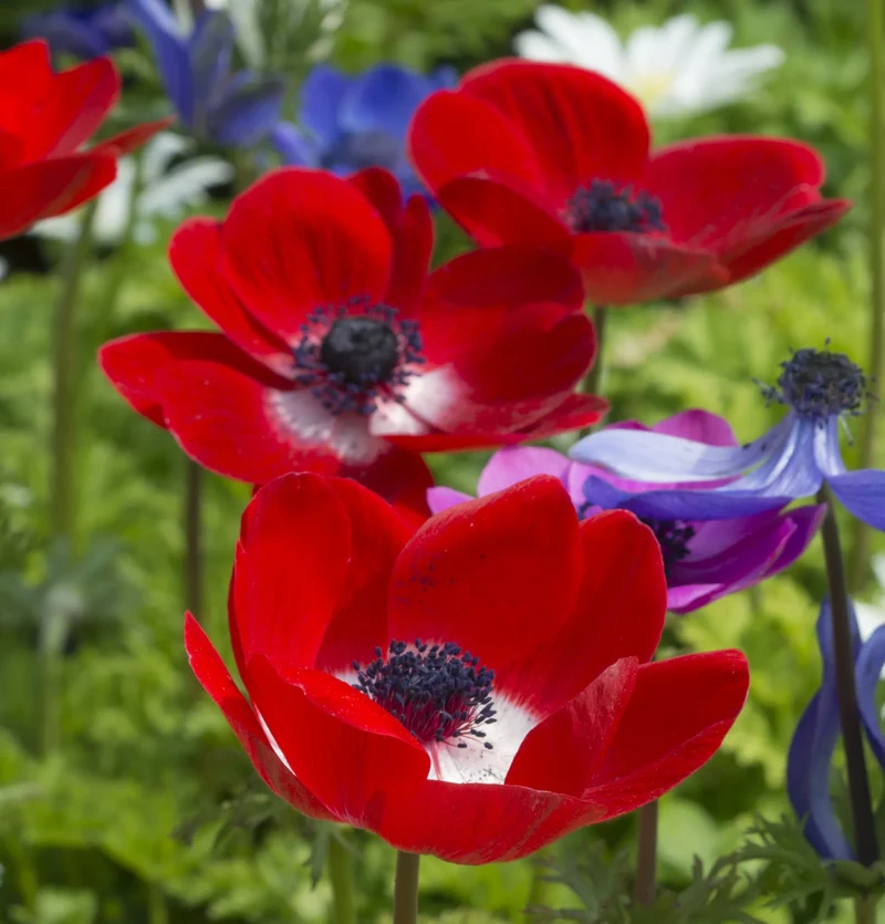 Bulbes de fleurs Non-Traité Anemone Hollandia calibre 7/8 (5000700) pour particuliers
