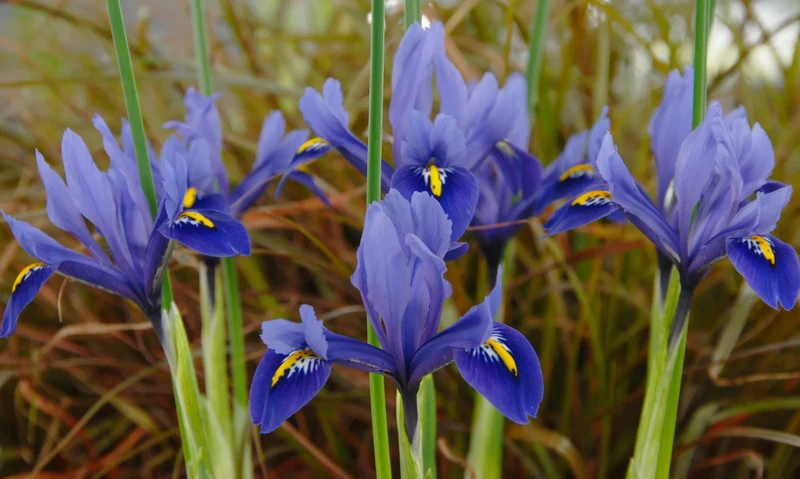 Bulbes de fleurs Non-Traité Iris reticulata Harmony calibre 6/+ (3753500) pour particuliers