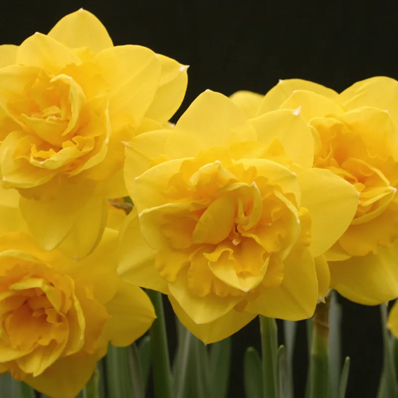 Bulbes de fleurs Non-Traité Narcissus Heamoor calibre sp12/14 (2001910) pour particuliers