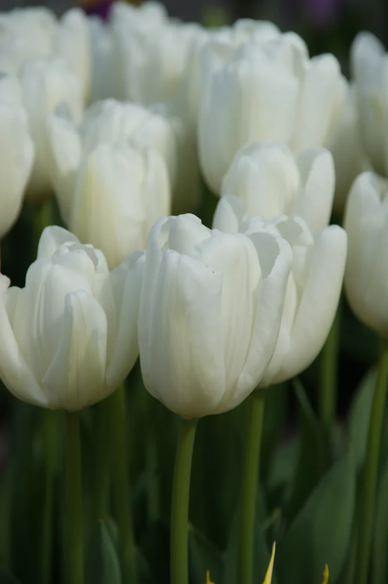Bulbes de fleurs Non-Traité Tulipe Hakuun® calibre 12/+ (1007500) pour particuliers