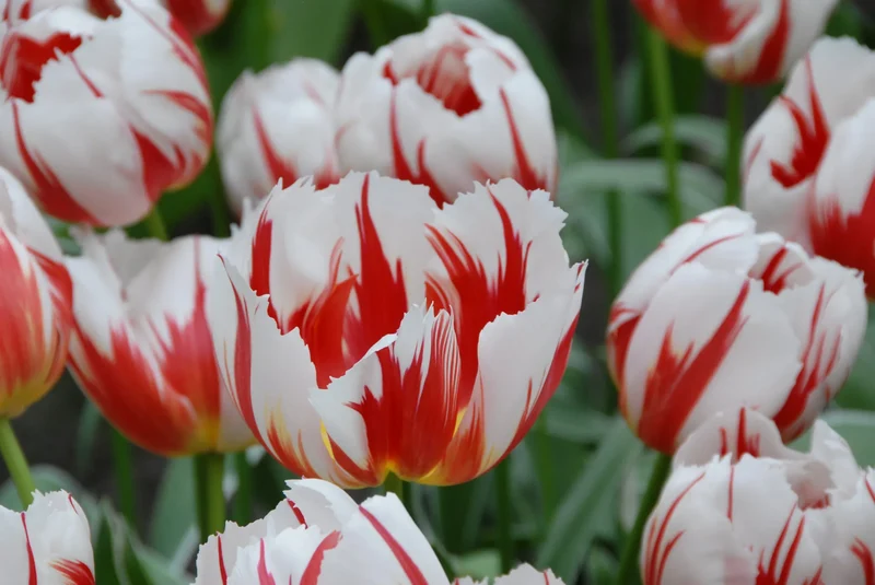 Bulbes de fleurs Non-Traité Tulipe Happy Generation calibre 12/+ (1007600) pour particuliers
