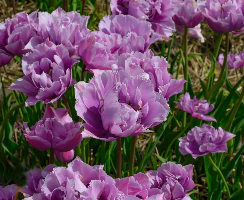 Bulbes de fleurs Non-Traité Tulipe Great Barrier Reef calibre 12/+ (1051000) pour particuliers