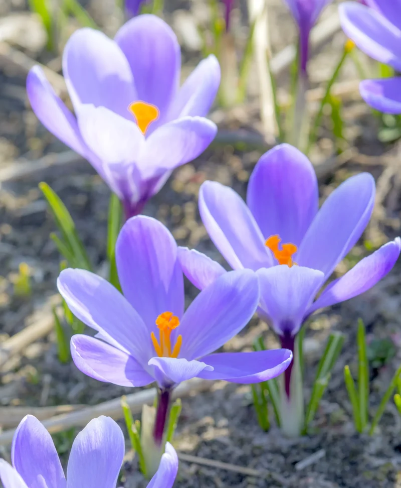 Bulbes de fleurs Non-Traité Crocus Grand Maître calibre 7/8 (2501710) pour particuliers