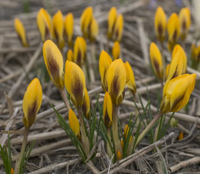 Bulbes de fleurs Non-Traité Crocus chrysanthus Goldilocks calibre 5/+ (2504200) pour particuliers