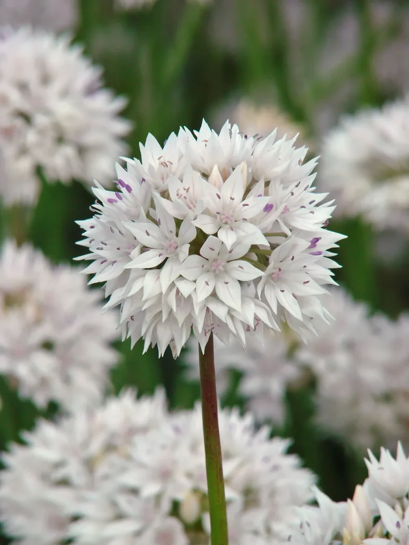 Bulbes de fleurs Non-Traité Allium Graceful Beauty® calibre 6/+ (3104500) pour particuliers