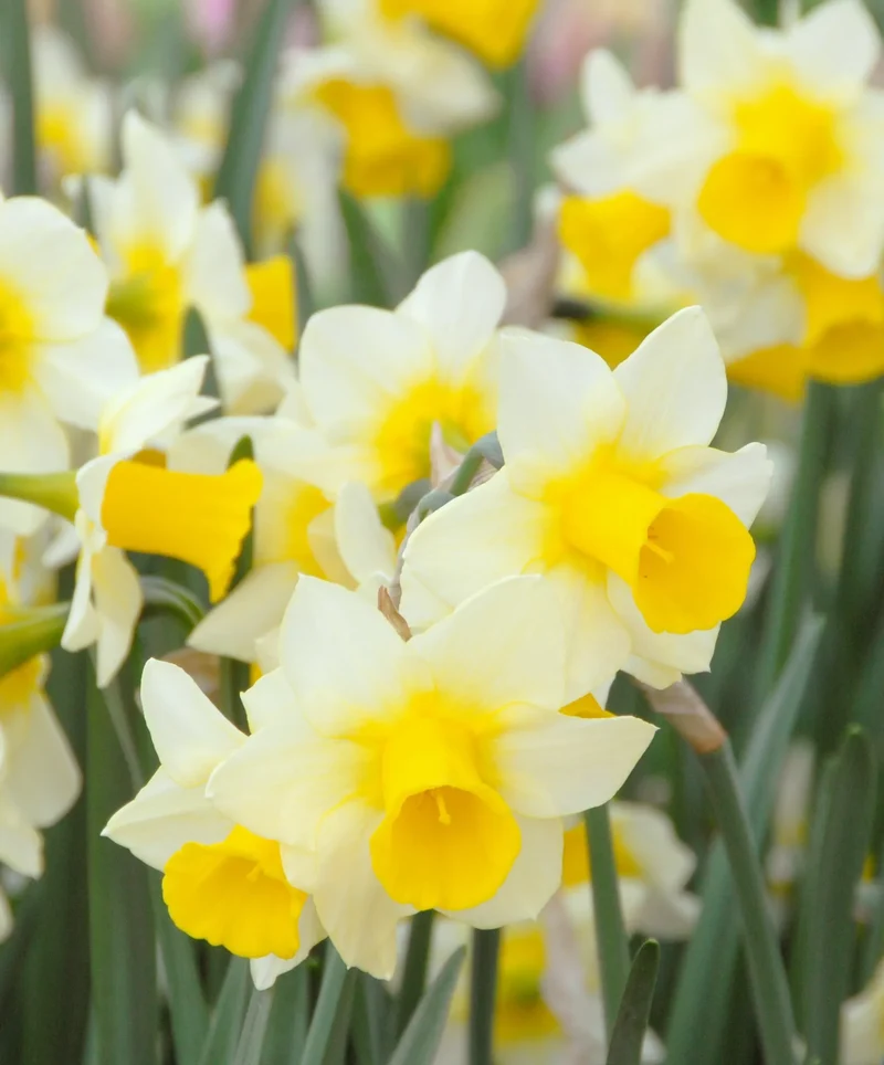 Bulbes de fleurs Non-Traité Narcissus Golden Echo calibre z14/+ (2001500) pour particuliers
