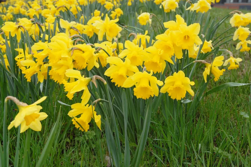 Bulbes de fleurs Non-Traité Narcissus Golden Harvest calibre sp14/16 (2001610) pour particuliers