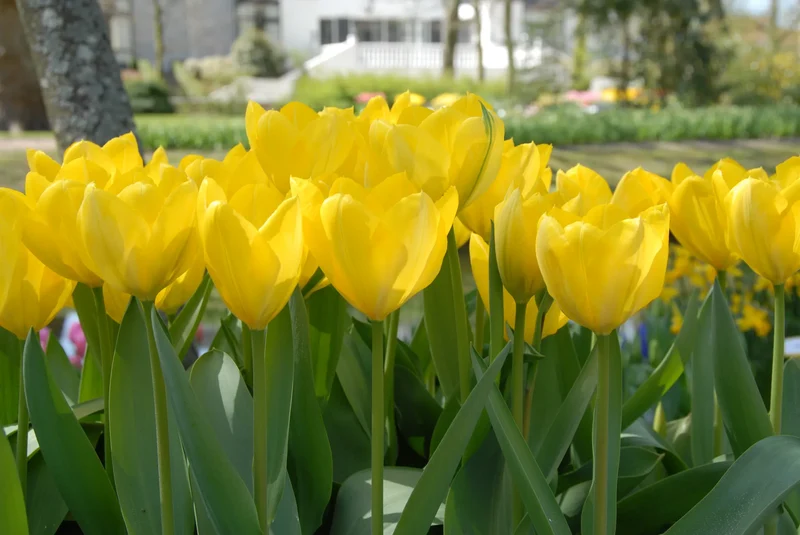 Bulbes de fleurs Non-Traité Tulipe Golden Purissima calibre 12/+ (1007100) pour particuliers